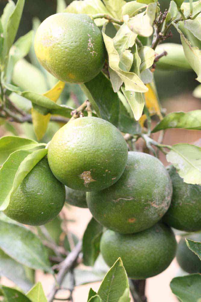            Immature fruit (Riverside, CA)   